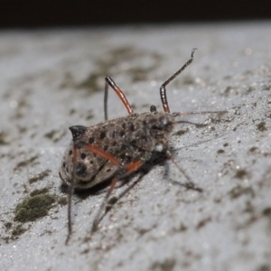 Tuberolachnus salignus at Fyshwick, ACT - 14 Jul 2021