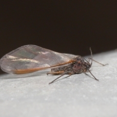 Tuberolachnus salignus (Giant willow aphid) at Jerrabomberra Wetlands - 13 Jul 2021 by TimL