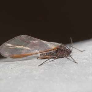 Tuberolachnus salignus at Fyshwick, ACT - 14 Jul 2021