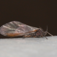 Tuberolachnus salignus at Fyshwick, ACT - 14 Jul 2021