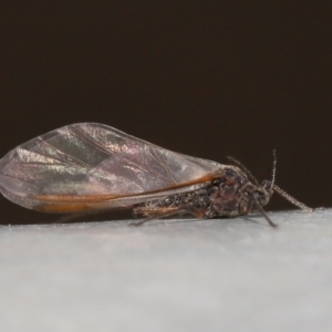 Tuberolachnus salignus at Fyshwick, ACT - 14 Jul 2021