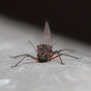 Tuberolachnus salignus at Fyshwick, ACT - 14 Jul 2021 09:18 AM