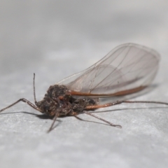 Tuberolachnus salignus at Fyshwick, ACT - 14 Jul 2021