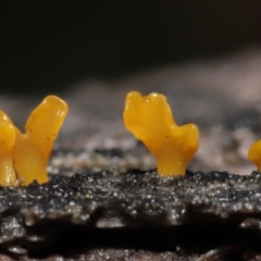 Dacryopinax spathularia (Dacryopinax spathularia) at Acton, ACT - 20 Jul 2021 by TimL