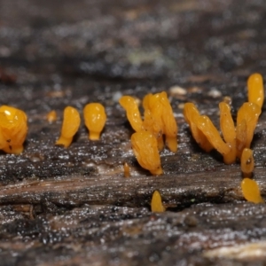 Dacryopinax spathularia at Acton, ACT - 20 Jul 2021 10:50 AM