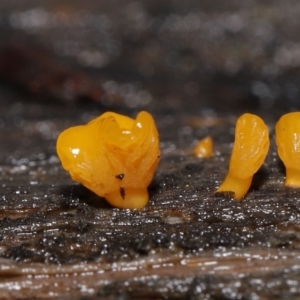 Dacryopinax spathularia at Acton, ACT - 20 Jul 2021 10:50 AM