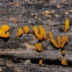 Dacryopinax spathularia at Acton, ACT - 20 Jul 2021 10:50 AM