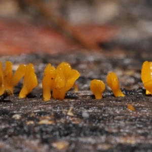 Dacryopinax spathularia at Acton, ACT - 20 Jul 2021 10:50 AM