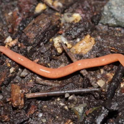 Argonemertes australiensis (Australian land nemertean) at Acton, ACT - 25 Jul 2021 by TimL