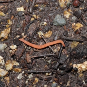 Argonemertes australiensis at Acton, ACT - 25 Jul 2021 11:19 AM