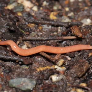 Argonemertes australiensis at Acton, ACT - 25 Jul 2021 11:19 AM