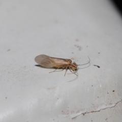 Valenzuela (Genus) (A barklouse) at Downer, ACT - 25 Jul 2021 by TimL