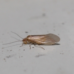 Valenzuela (Genus) at Downer, ACT - 25 Jul 2021 11:34 AM