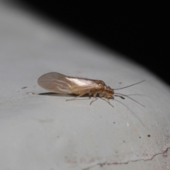 Valenzuela sp. (genus) at Downer, ACT - 25 Jul 2021