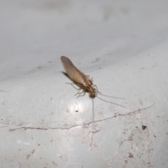 Valenzuela (Genus) at Downer, ACT - 25 Jul 2021 11:34 AM