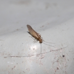 Valenzuela sp. (genus) at Downer, ACT - 25 Jul 2021