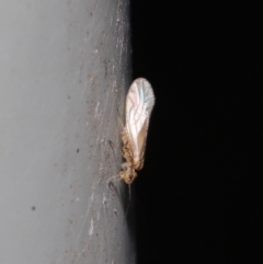 Valenzuela (Genus) at Downer, ACT - 25 Jul 2021 11:34 AM
