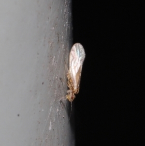Valenzuela (Genus) at Downer, ACT - 25 Jul 2021 11:34 AM