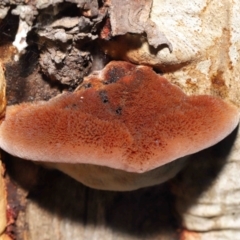 Postia pelliculosa (A wood-rotting bracket fungus) at ANBG - 20 Jul 2021 by TimL