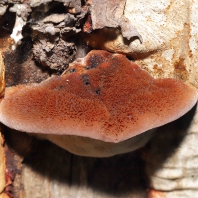 Postia pelliculosa (A wood-rotting bracket fungus) at ANBG - 20 Jul 2021 by TimL