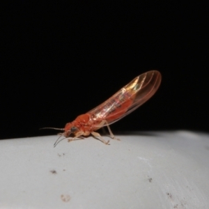 Psyllidae sp. (family) at Downer, ACT - 16 Jul 2021