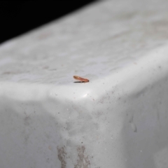 Psyllidae sp. (family) at Downer, ACT - 16 Jul 2021