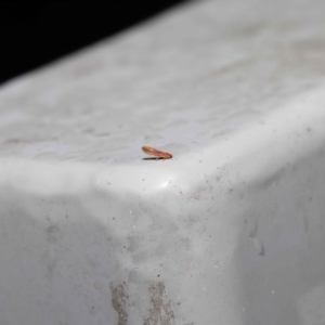 Psyllidae sp. (family) at Downer, ACT - 16 Jul 2021