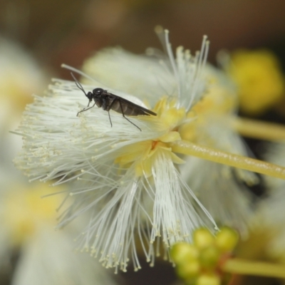 Sciaridae sp. (family) (Black fungus gnat) at ANBG - 18 Jul 2021 by TimL