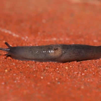 Deroceras laeve (Marsh Slug) at ANBG - 23 Jul 2021 by TimL