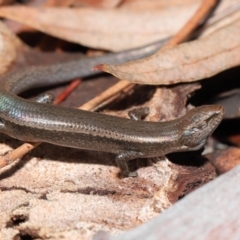 Lampropholis delicata (Delicate Skink) at Downer, ACT - 18 Jul 2021 by TimL