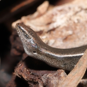 Lampropholis delicata at Downer, ACT - 18 Jul 2021 12:13 PM