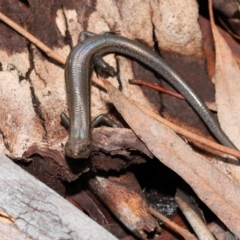 Lampropholis delicata at Downer, ACT - 18 Jul 2021 12:13 PM