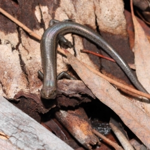 Lampropholis delicata at Downer, ACT - 18 Jul 2021