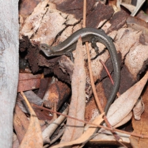 Lampropholis delicata at Downer, ACT - 18 Jul 2021 12:13 PM