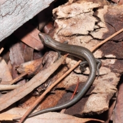 Lampropholis delicata at Downer, ACT - 18 Jul 2021 12:13 PM