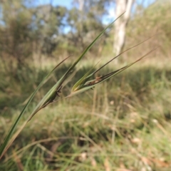 Themeda triandra (Kangaroo Grass) at Bruce, ACT - 11 Apr 2021 by michaelb