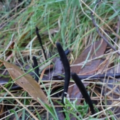 Geoglossum (Earth tongue) at Paddys River, ACT - 30 Jul 2021 by RobG1