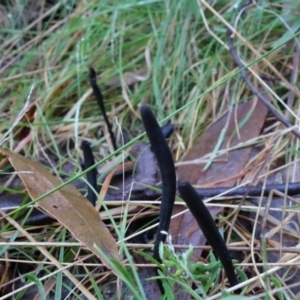 Geoglossum at Paddys River, ACT - 30 Jul 2021 02:14 PM