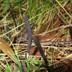 Geoglossum at Paddys River, ACT - 30 Jul 2021 02:14 PM