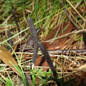 Geoglossum at Paddys River, ACT - 30 Jul 2021 02:14 PM