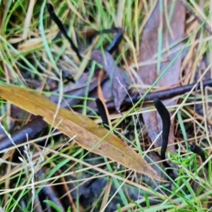 Geoglossum at Paddys River, ACT - 30 Jul 2021 02:14 PM