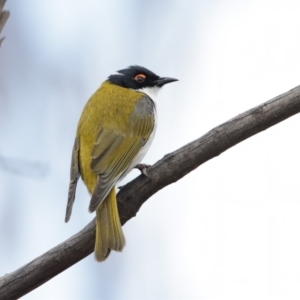 Melithreptus lunatus at Rendezvous Creek, ACT - 27 Jul 2021