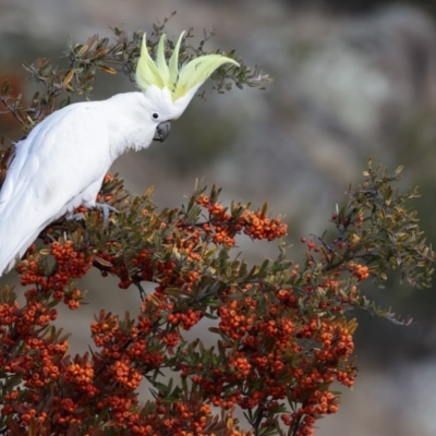 Cacatua galerita (Sulphur-crested Cockatoo) at Booth, ACT - 27 Jul 2021 by Leo