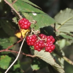 Rubus anglocandicans (Blackberry) at Flea Bog Flat, Bruce - 11 Apr 2021 by michaelb