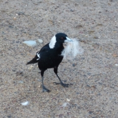 Gymnorhina tibicen (Australian Magpie) at Bicentennial Park - 30 Jul 2021 by Paul4K