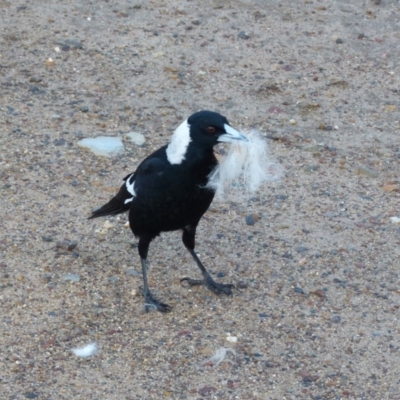 Gymnorhina tibicen (Australian Magpie) at Queanbeyan West, NSW - 30 Jul 2021 by Paul4K