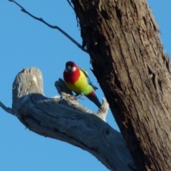 Platycercus eximius (Eastern Rosella) at Bicentennial Park - 30 Jul 2021 by Paul4K