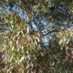 Eucalyptus polyanthemos (Red Box) at Queanbeyan West, NSW - 31 Jul 2021 by Paul4K