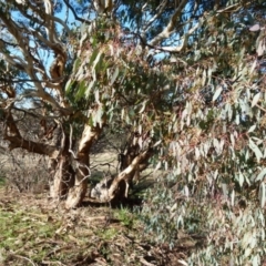 Eucalyptus polyanthemos at Queanbeyan West, NSW - 31 Jul 2021 08:43 AM