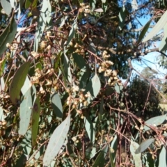 Eucalyptus polyanthemos at Queanbeyan West, NSW - 31 Jul 2021 08:43 AM